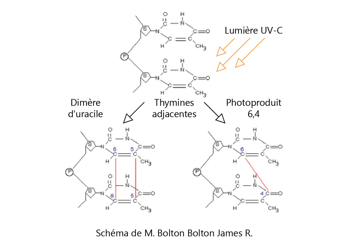 Schéma de l'ARN par M. Bolton James R.