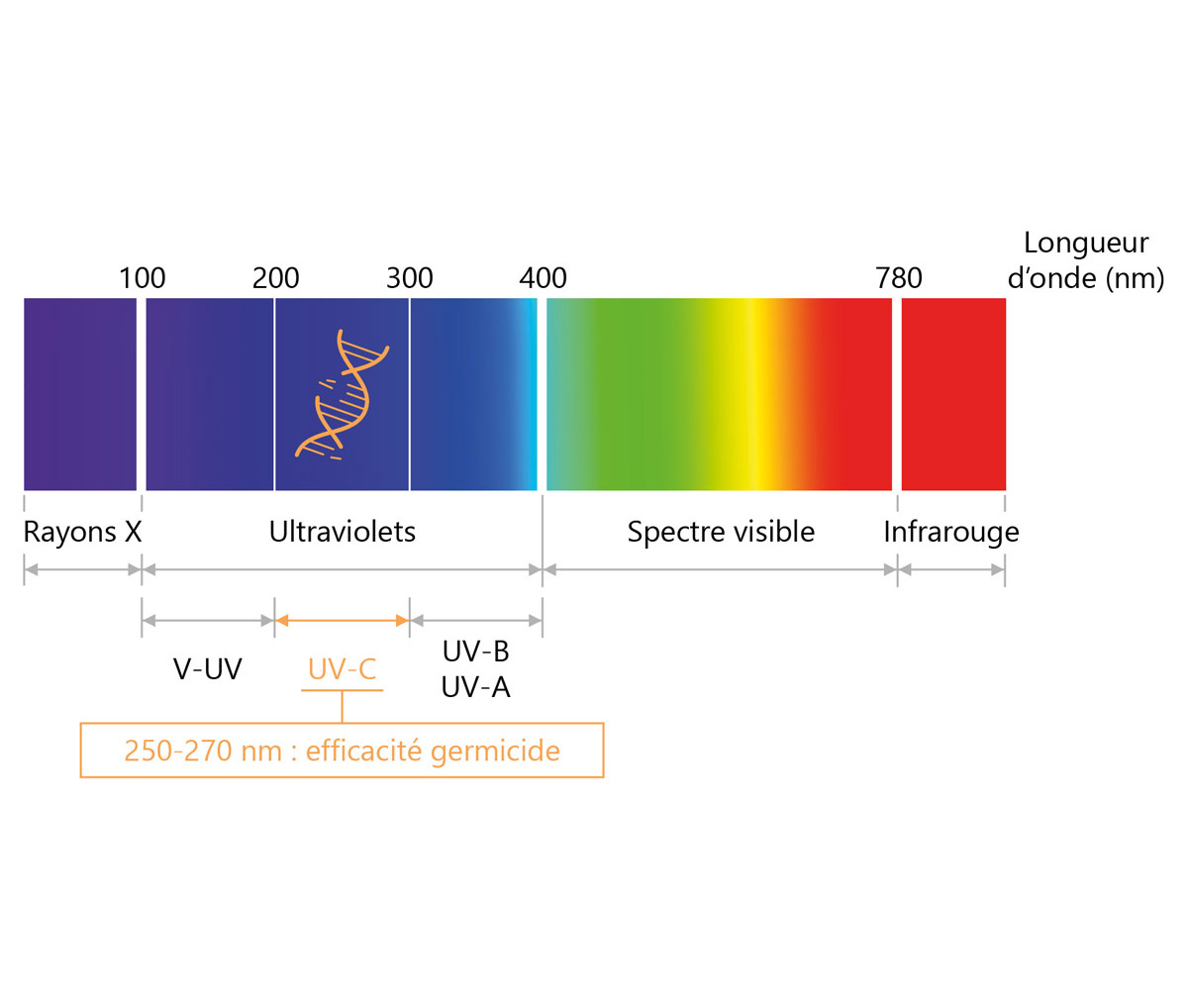 Spectre de la lumière et des UV-C.