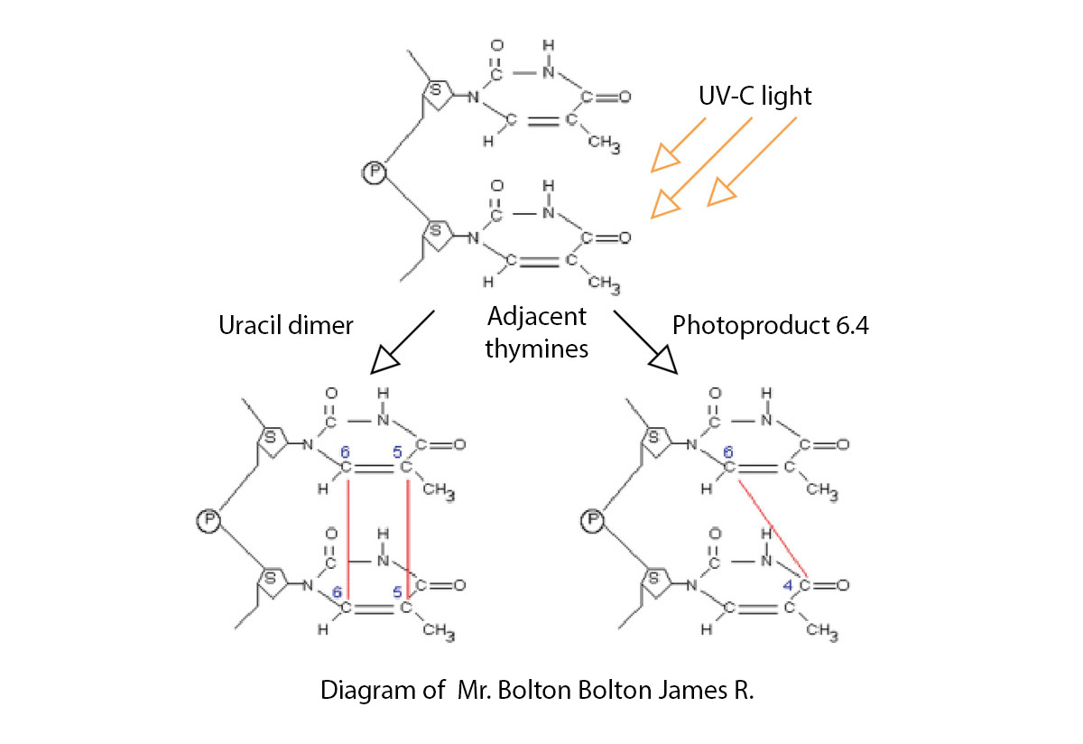 Coronavirus diagram by Mr. Bolton Bolton James R.